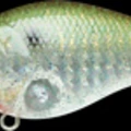 CF Lens Copper Ghost Green Shad