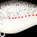 White Shad