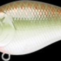 Copper Green Shad