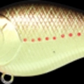 Copper Perch