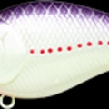 Purple Perch