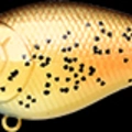 Bull Bream