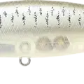 Live Striped Shad
