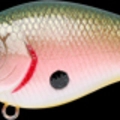 BP Tomato Shad