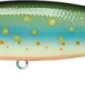 Brook Trout - Kawa Masu