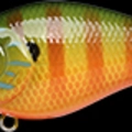 Pumpkin Gill