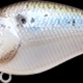 Live Threadfin Shad