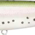 Rainbow Trout