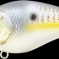 Gold Threadfin Shad