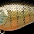 Gold Pumpkin Seed