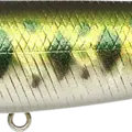 Aurora Bass