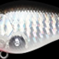CF Zebra Anchovy