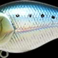 Metallic Sardine