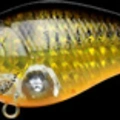CF Lens Ghost Golden Black Shad