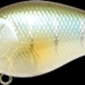 Pearl Mud Minnow