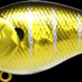 Aurora Gold Mud Minnow