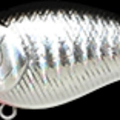 Zebra Metallic Anchovy