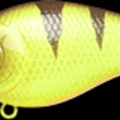 Nothern Walleye