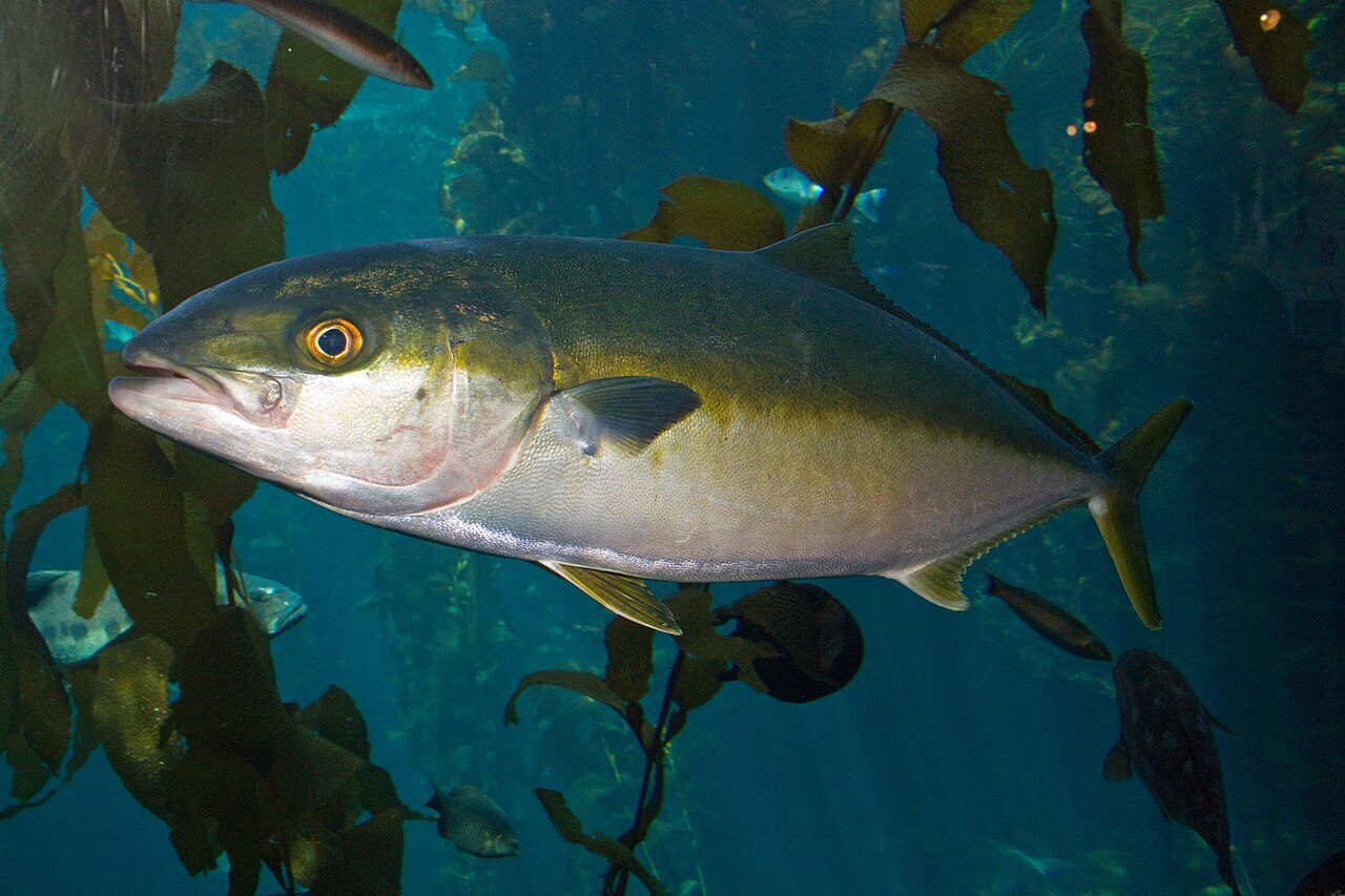 California yellowtail