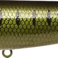 Pearl Goujon - French Bait Fish