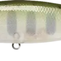 Baby Masu Salmon - Baby Yamame