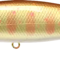 Albino Baby May Salmon - Albino Amago
