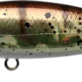 Aurora Sandre - Aurora Zander - French Bait Fish