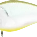 Golden Ghost Minnow
