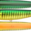 Northern Golden Perch