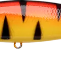Orange Tiger