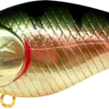 Aurora Gold Nothern Perch