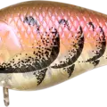 All Japan Craw