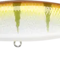Northern Sucker