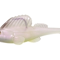 Albino Pearl