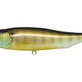 Gill
