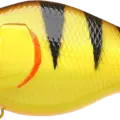 Tiger Perch