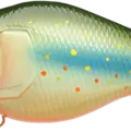 Brook Trout - Kawa Masu