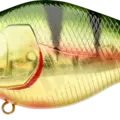 Aurora Gold Northern Perch