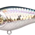 MS American Shad