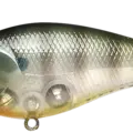 Sun Fish