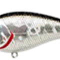 BP Golden Shiner