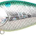 Aurora Citrus