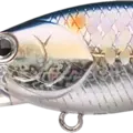 MS American Shad
