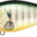 Ghost Sun Fish
