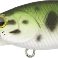 Large Mouth Bass