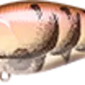 Japan Craw