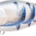 Albino Craw