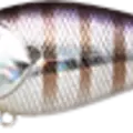 Happy Gill