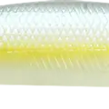 Chartreuse Shad