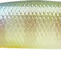 BE Gill